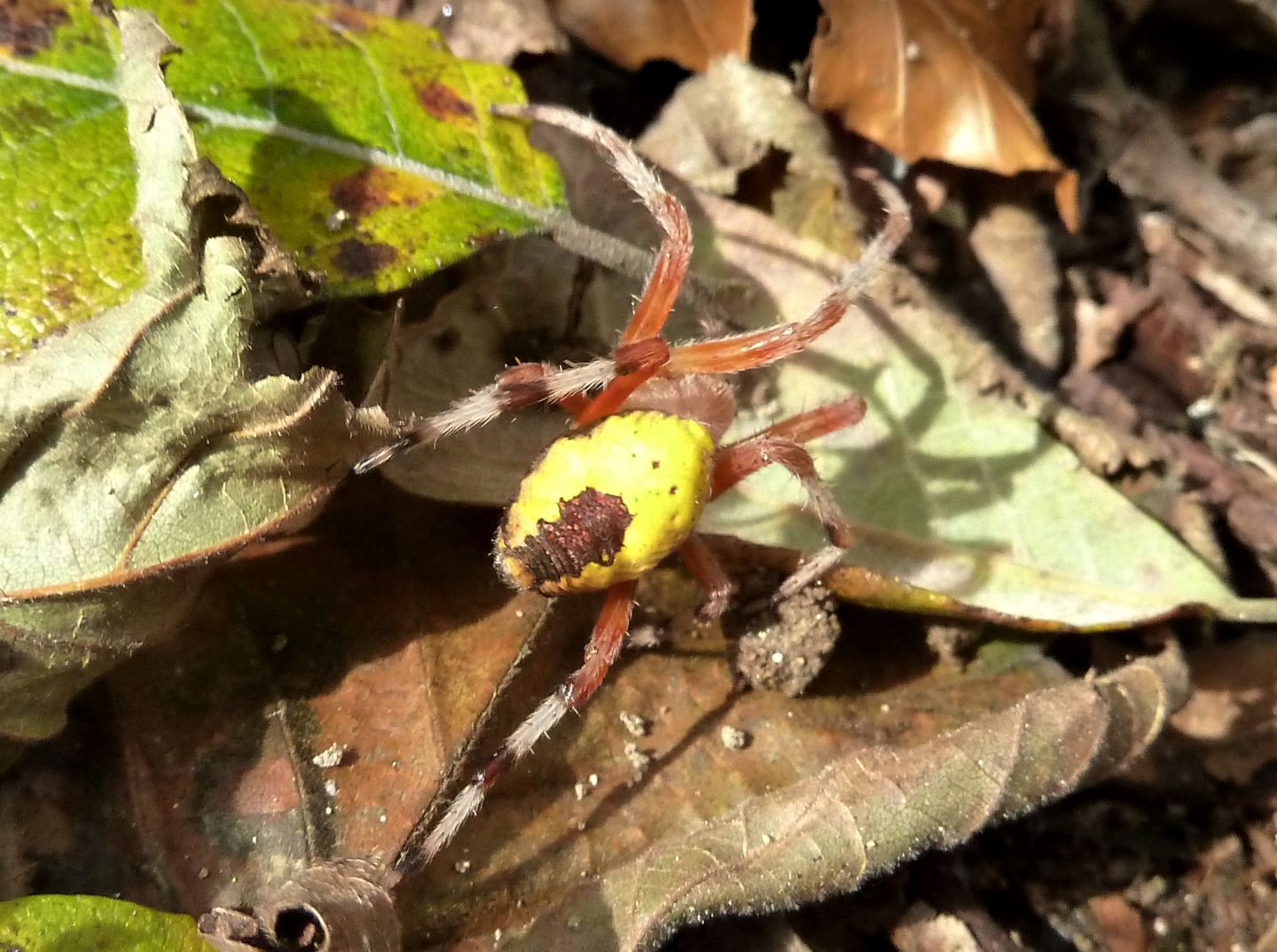 Araneus marmoreus var. pyramidatus - Monte Mottarone